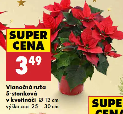 Vianočná ruža v kvetináči