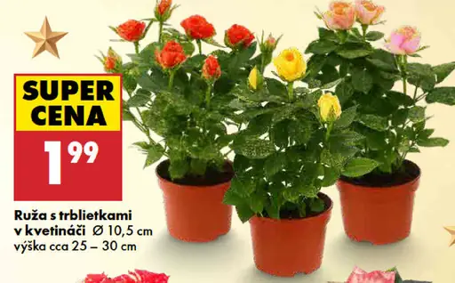 Ruže s trblietkami v kvetináči