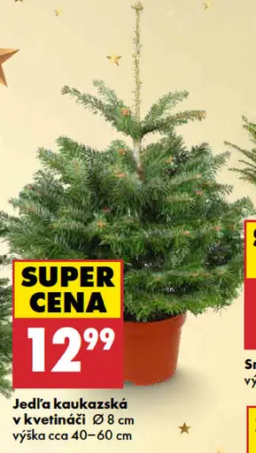 Jedľa kaukazská v kvetináči