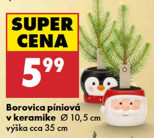 Borovica píniová v keramike