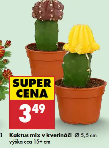Kaktus mix v kvetináči
