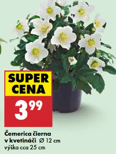 Čemerica čierna v kvetináči