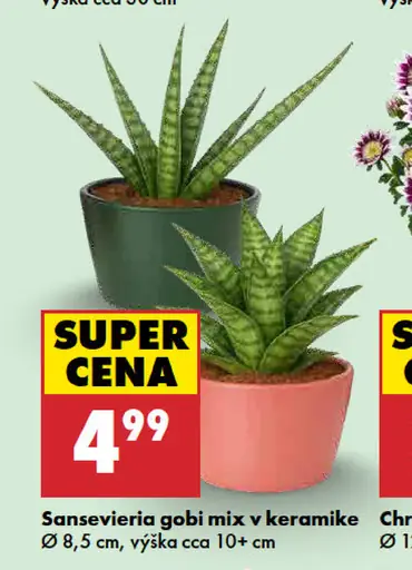 Sansevieria Gobi mix v keramike