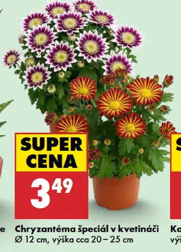 Chryzantéma špeciál v kvetináči