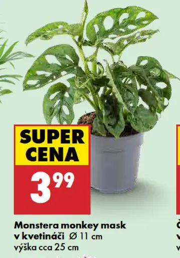 Monstera Monkey Mask v kvetináči