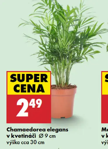 Chamaedorea elegans v kvetináči