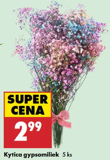 Kytica Gypsomiliek