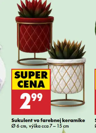 Sukulenty vo farebnej keramike