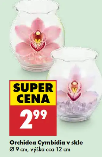 Orchidea Cymbidia v skle