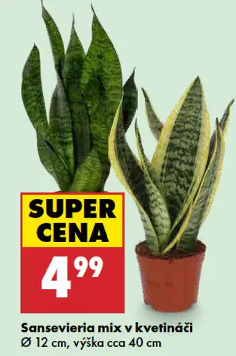 Sansevieria mix v kvetináči