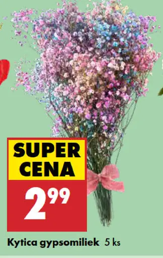 Kytica Gypsomiliek