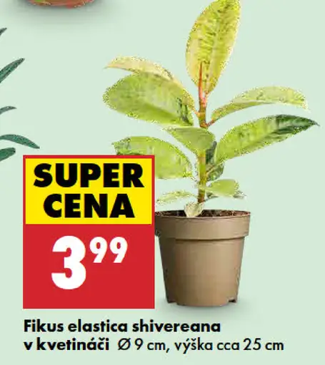 Fikus elastica Shivereana v kvetináči