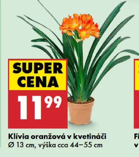 Klívia oranžová v kvetináči
