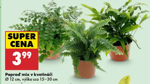 Papraď mix v kvetináči