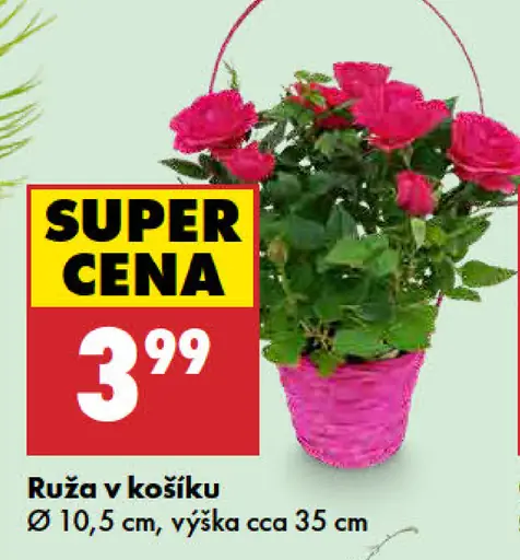 Ruža v košíku