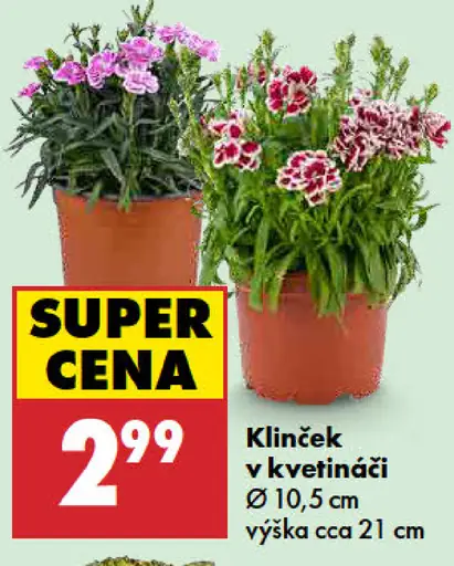 Klinček v kvetináči