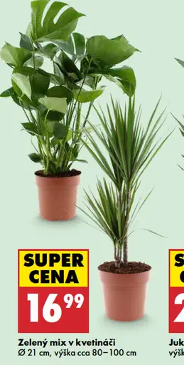 Zelený mix v kvetináči