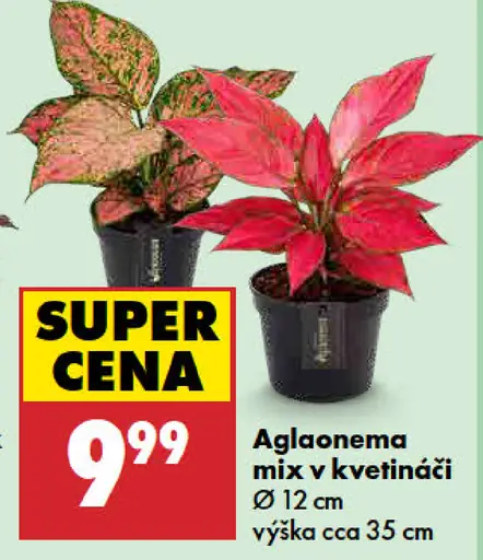 Aglaonema mix v kvetináči