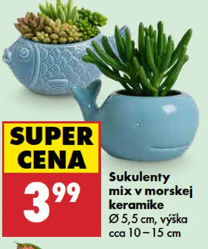 Sukulenty mix v morskej keramike