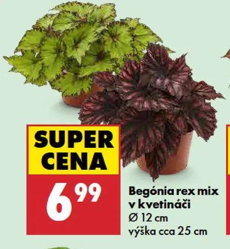 Begónia rex mix v kvetináči