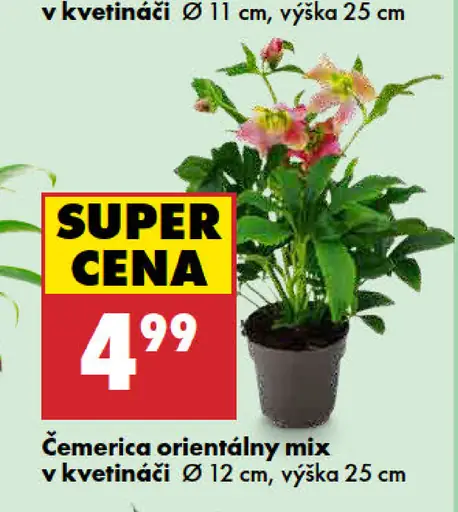 Čemerica orientálny mix v kvetináči