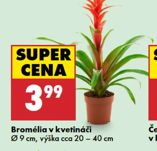 Bromélia v kvetináči