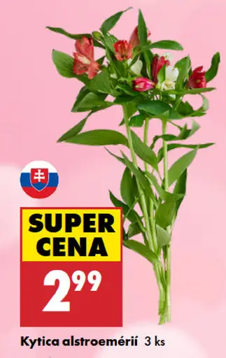 Kytica alstroemérií