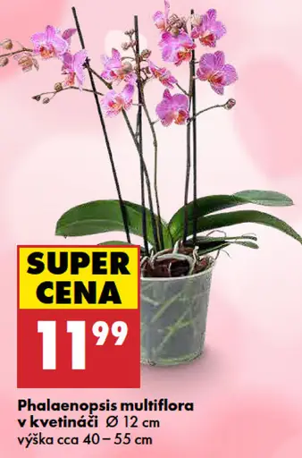 Phalaenopsis multiflora v kvetináči