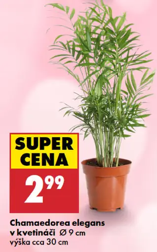 Chamaedorea elegans v kvetináči