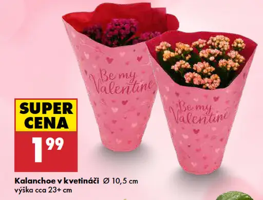 Kalanchoe v kvetináči