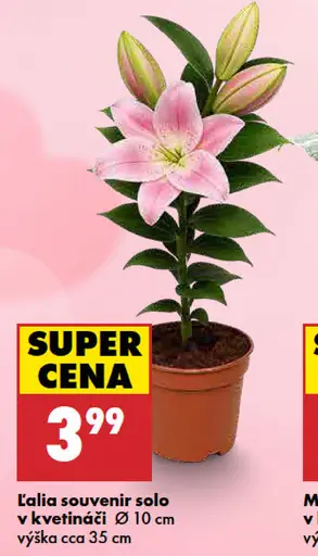 Lalia Souvenir Solo v kvetináči