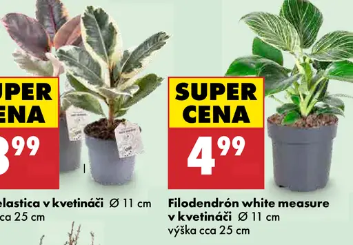 Filodendrón white measure v kvetináči