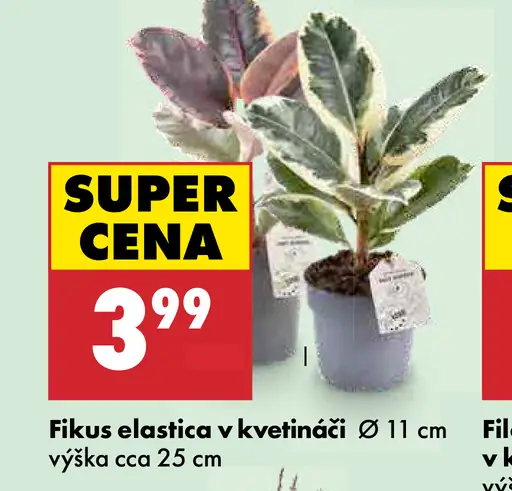 Fikus elastica v kvetináči