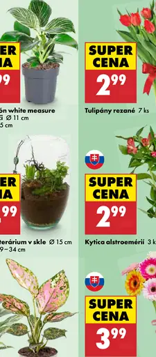 Tulipány rezané