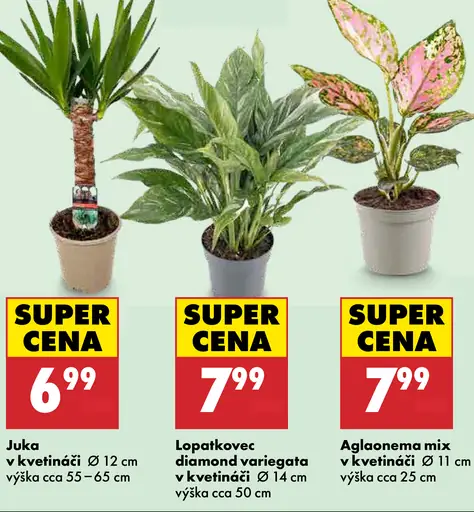 Lopatkovec Diamond Variegata v kvetináči