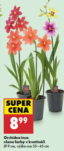 Orchidea Inca rôzne farby v kvetináči