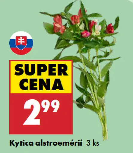 Kytica alstroemérií