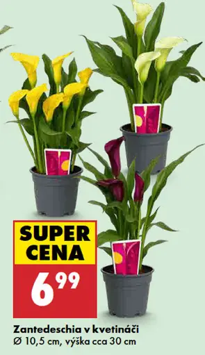 Zantedeschia v kvetináči