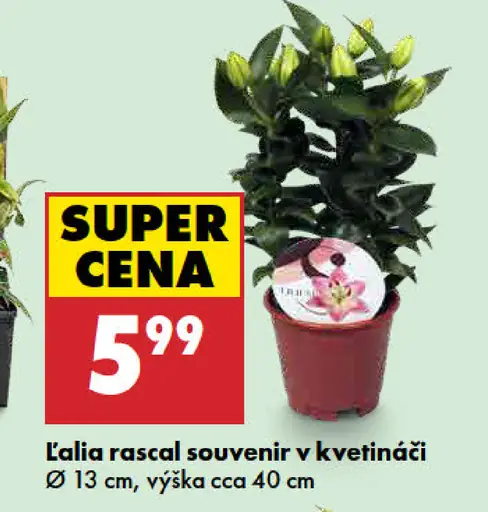 Lalia rascal souvenir v kvetináči