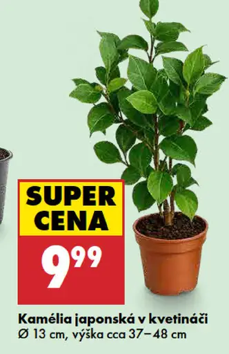 Kamélia japonská v kvetináči