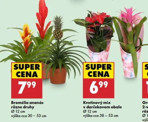 Bromélia ananás rôzne druhy