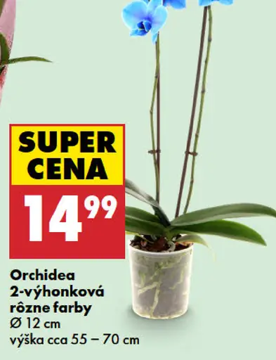 Orchidea 2-výhonková rôzne farby