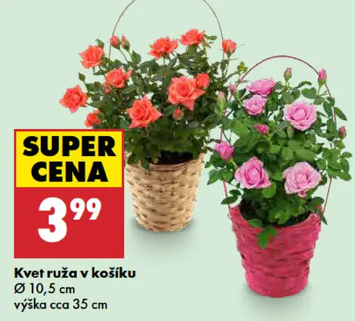 Kvet ruža v košíku