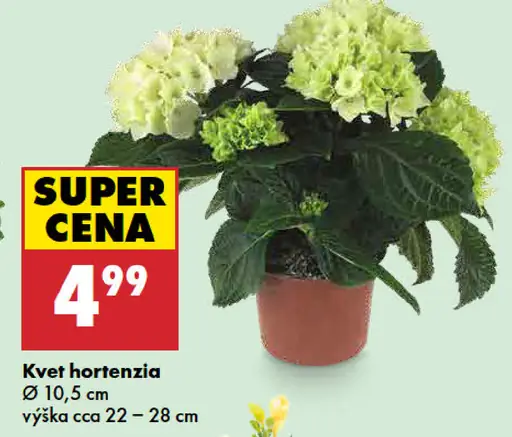 Kvet hortenzia
