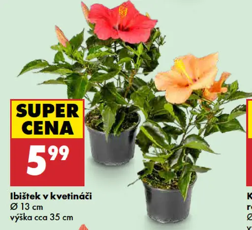 Ibištek v kvetináči