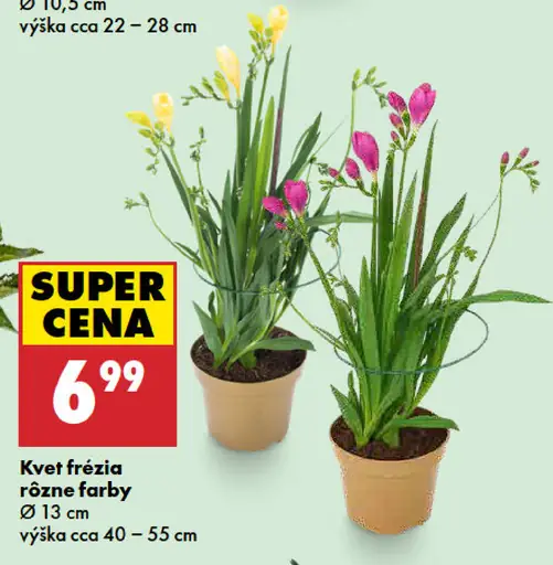 Kvet frézia rôzne farby