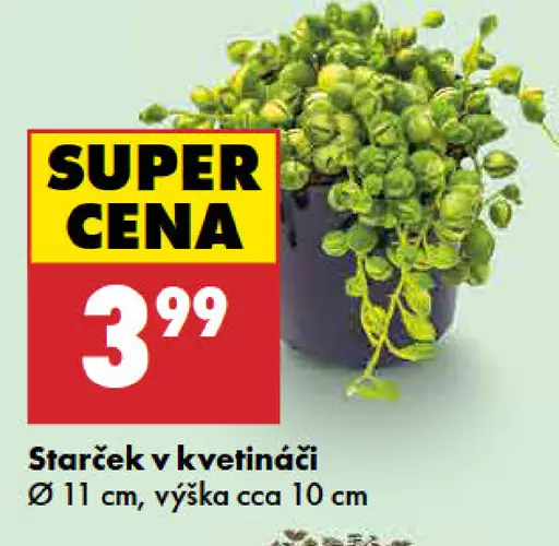 Starček v kvetináči