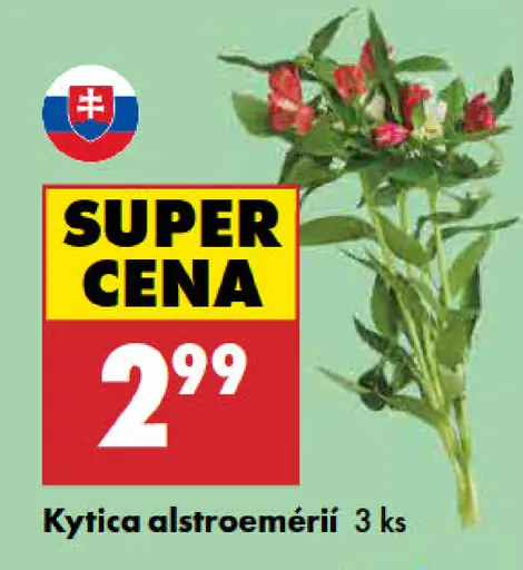 Kytica alstroemérií