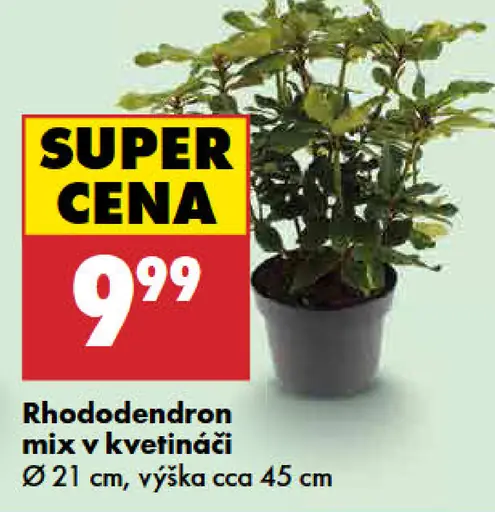 Rhododendron mix v kvetináči