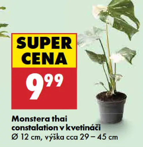 Monstera thai constallation v kvetináči